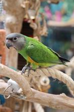 Bonte Boeren Baby's, Dieren en Toebehoren, Vogels | Parkieten en Papegaaien, Papegaai, Meerdere dieren, Pratend