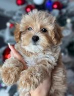 pup, Rabiës (hondsdolheid), 8 tot 15 weken, Eén hond, Nederland