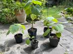 Pauwlonia boompjes  €5,00 - €12,50, Volle zon, Lente, 400 cm of meer, Overige soorten