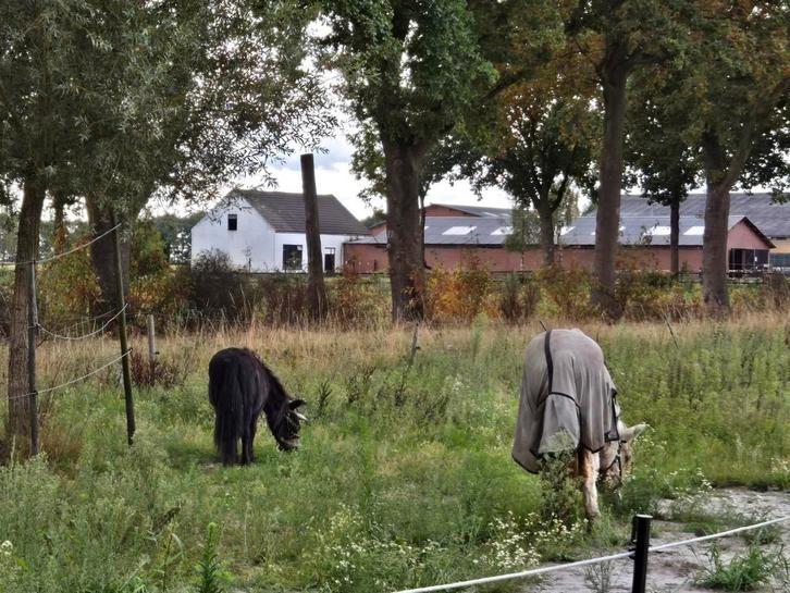 Plekje 280 pmnd., Dieren en Toebehoren, Stalling en Weidegang