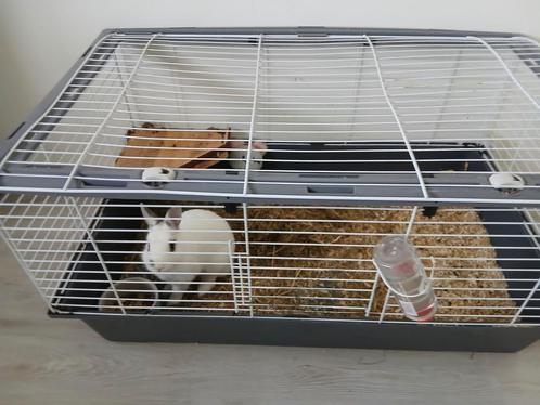 Konijnenhok + voedster konijntje 4 mnd, Dieren en Toebehoren, Knaagdieren en Konijnen | Hokken en Kooien, Hok, Minder dan 60 cm