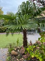 Palmboom stam 125 cm totale hoogte 250 cm, 100 tot 250 cm, Zomer, Palmboom, Ophalen