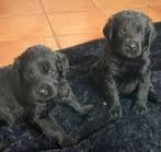 Labradoodle f3 x Labrador zwart blond Doodle poodle, Dieren en Toebehoren, Overige rassen, CDV (hondenziekte), 8 tot 15 weken