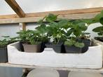 Aardbeien plantjes, Ophalen, Fruitplanten, Volle zon