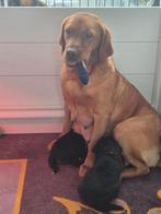 Te koop boulab pups uit huis/woonkamer, 8 tot 15 weken, Meerdere, Meerdere dieren, Nederland