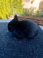 Prachtige Kleurdwerg zwart voedster, Dieren en Toebehoren, Konijnen, Vrouwelijk, Dwerg