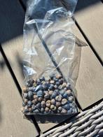 zaden winterharde palmboom Trachycarpus, Verzenden, Bloeit niet, Overige soorten, Halfschaduw