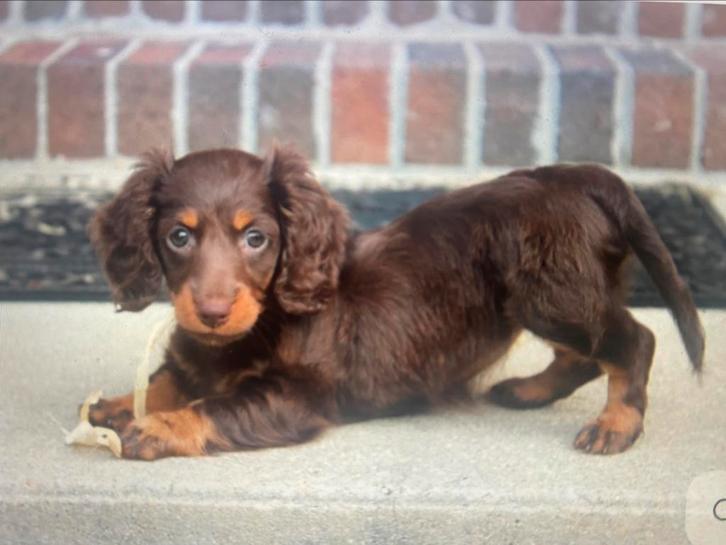 GEZOCHT standaard teckel teefje choco tan langharig, Dieren en Toebehoren, Honden | Teckels en Dashonden, Teef, Langhaar, Standaard
