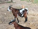 Gecastreerde bok(mooi beest), Dieren en Toebehoren, Schapen, Geiten en Varkens, Mannelijk, Geit
