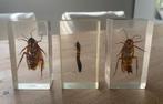 Taxidermie hars insecten, Dieren en Toebehoren, Insecten en Spinnen