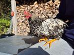 Wyandotte kriel haan 4 stuks, Dieren en Toebehoren, Mannelijk, Kip