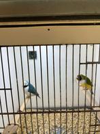 Gouldamadine, Dieren en Toebehoren, Vogels | Overige Vogels, Meerdere dieren, Geringd