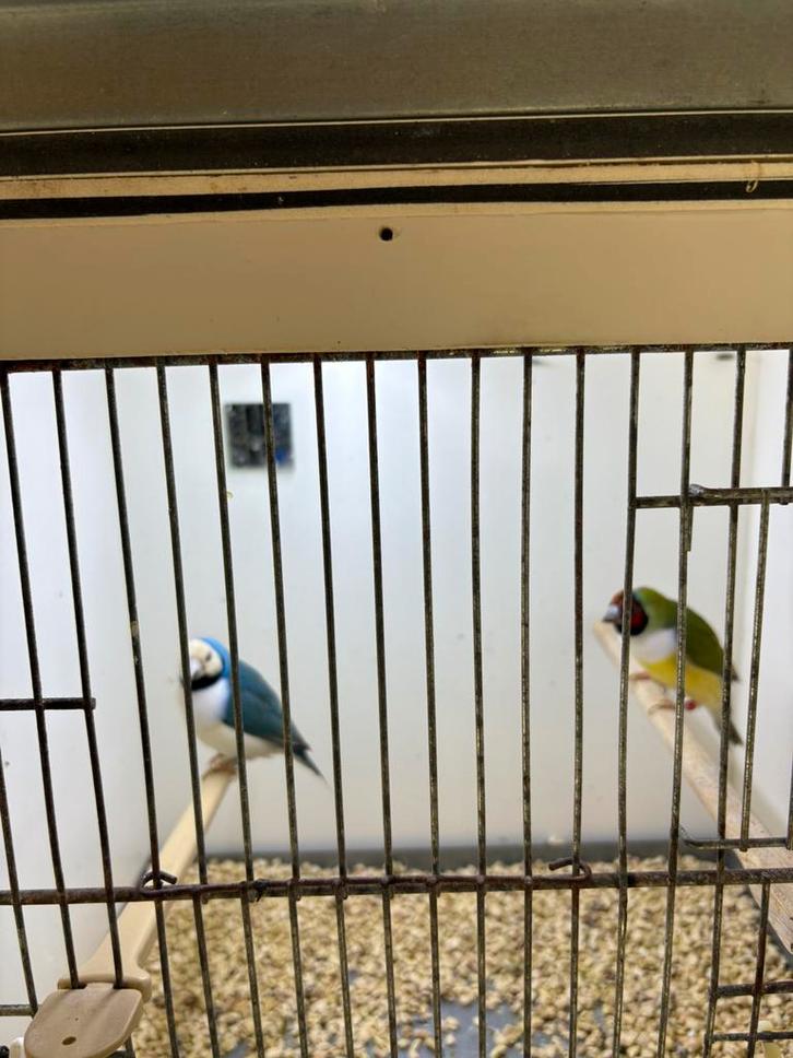 Gouldamadine, Dieren en Toebehoren, Vogels | Overige Vogels, Meerdere dieren, Geringd