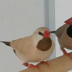 Spitsstaartamadine gevraagd, Dieren en Toebehoren, Meerdere dieren, Geringd