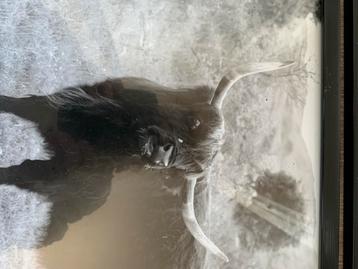 Wilde dieren Kennemerduinen - Foto's beschikbaar voor biedingen