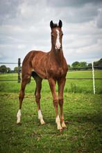 Merrie veulen + springpaard merrie te Koop, Dieren en Toebehoren, Paarden, Merrie, 0 tot 2 jaar