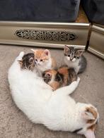 kittens, Dieren en Toebehoren, Katten en Kittens | Overige Katten, Poes