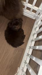 Boomer pup reutje, Reu, 8 tot 15 weken, Parvo, Eén hond