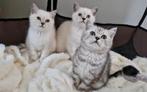 Britse korthaar kittens, Dieren en Toebehoren, Katten en Kittens | Raskatten | Korthaar, Meerdere dieren, Ontwormd, 0 tot 2 jaar