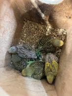 Jonge grasparkieten, Meerdere dieren, Parkiet