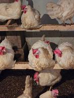 Leg kippen, Dieren en Toebehoren, Pluimvee, Vrouwelijk, Kip