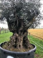 ️️❗️Actie️️❗️Tekoop olijfboom Olea europea, 100 tot 250 cm, Olijfboom, Zomer, Ophalen
