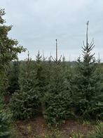 Mooie Omorika Kerstbomen -, Ophalen of Verzenden, Volle zon, Overige soorten, 250 tot 400 cm