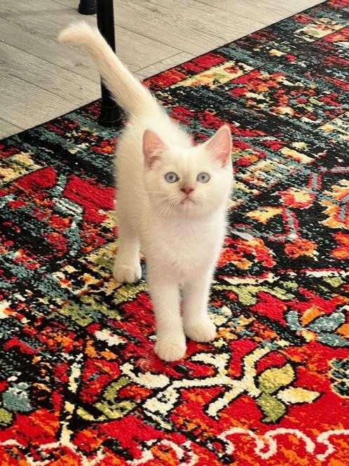 Britse korthaar katertje, Dieren en Toebehoren, Katten en Kittens | Raskatten | Korthaar, Kater, 0 tot 2 jaar, Ontwormd