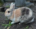 2 dwergkonijnen driekleur zwartjapanner met reismand en ren, Dieren en Toebehoren, Konijnen, Meerdere dieren, Dwerg, 3 tot 5 jaar