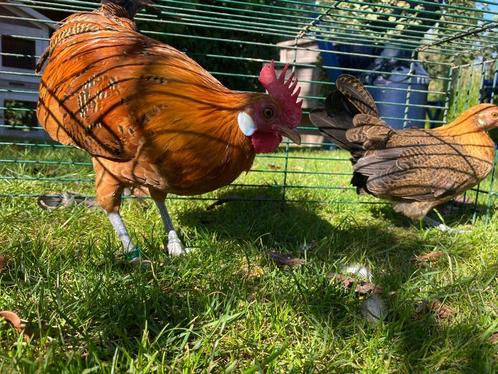 Kippen, Dieren en Toebehoren, Pluimvee, Kip, Meerdere dieren