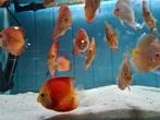 Discus Super Red Melon, Symphysodon Discus Super Red Melon, Vis, Zoetwatervis