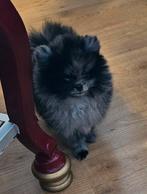 Blue merle pomeriaan teefje, Overige rassen, 8 tot 15 weken, Teef, Eén hond