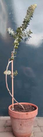 Eucalyptus 'Baby blue' Boom, Bloeit niet, Overige soorten, 100 tot 250 cm, Ophalen