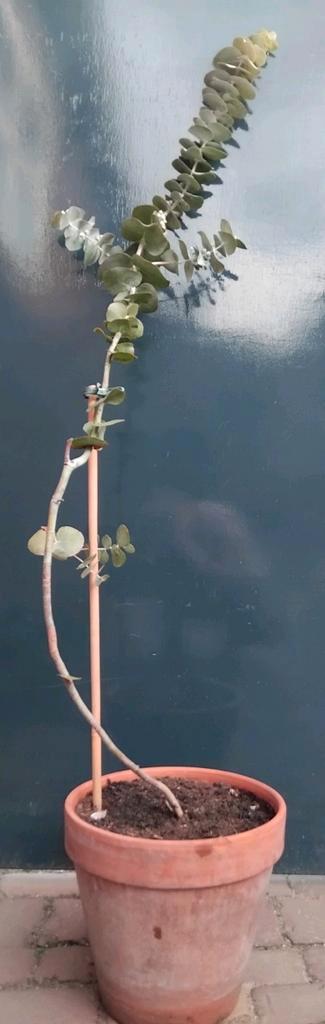 Eucalyptus 'Baby blue' Boom, Tuin en Terras, Planten | Bomen, Overige soorten, 100 tot 250 cm, Volle zon, Bloeit niet, In pot