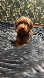 2 lieve hondjes te koop., Dieren en Toebehoren, Honden | Chihuahua's en Gezelschapshonden, Rabiës (hondsdolheid), Overige rassen