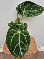 Anthurium Crystallinum Hybriden p17 (9)