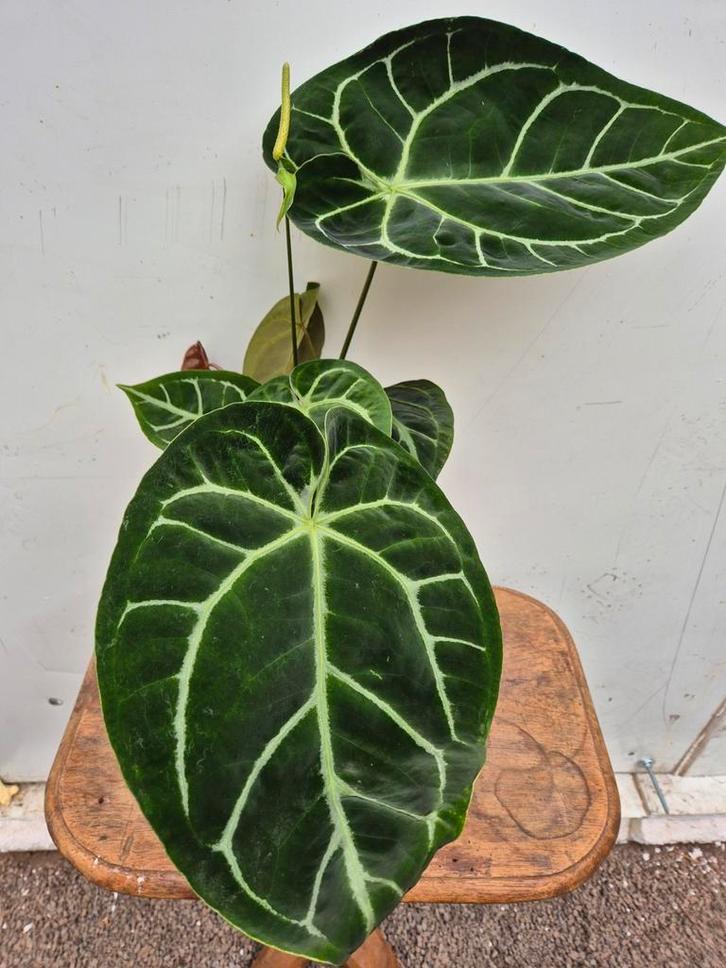 Anthurium Crystallinum Hybriden p17 (9), Huis en Inrichting, Kamerplanten, Minder dan 100 cm, Halfschaduw, Ophalen of Verzenden