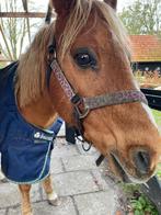 Brave gezelschapspony C Welsh, Dieren en Toebehoren, Paarden, Ruin, Minder dan 160 cm, Recreatiepaard