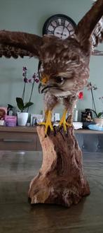 opgezette roofvogels Buizerd, Ophalen of Verzenden, Zo goed als nieuw