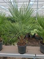 Chamaerops Humulis pot 24, Ophalen, Zomer, Overige soorten, Volle zon