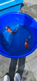 Showa isa Ogata/Odokan Nisai, Dieren en Toebehoren, Vissen | Vijvervissen, Karper of Koi