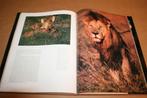 Leeuwen in hun element - Prachtig groot fotoboek, Ophalen of Verzenden, Gelezen, Katten