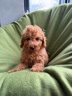 Mini Doodle (Labradoodle x Dwergpoedel) pup reutje, Poedel, Parvo, Nederland, 8 tot 15 weken
