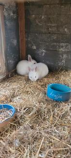 Konijntjes 7 weken, Dieren en Toebehoren, Konijnen, Meerdere dieren