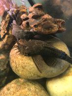 2 algeneters 1 anstrictus 1 brostelneus, Vis