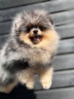 Pomeriaan Merle Tan pups teefjes nog 1 beschikbaar, Dieren en Toebehoren, Honden | Chihuahua's en Gezelschapshonden, Rabiës (hondsdolheid)