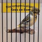 Duitse kuif kanaries, Dieren en Toebehoren, Vogels | Kanaries, Meerdere dieren, Kleurkanarie