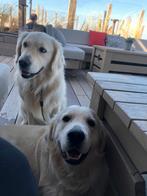 Hondenuitlaatservice, Dieren en Toebehoren, Particulier, Rabiës (hondsdolheid), Buitenland, Meerdere