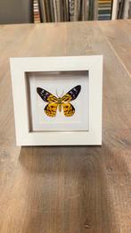 Mot dysphania militaris oogezet in 3d lijst taxidermie, Ophalen of Verzenden, Nieuw, Insect, Opgezet dier