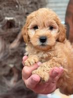 Prachtige Maltipoo pups reutjes, Dieren en Toebehoren, Honden | Chihuahua's en Gezelschapshonden, CDV (hondenziekte), 8 tot 15 weken